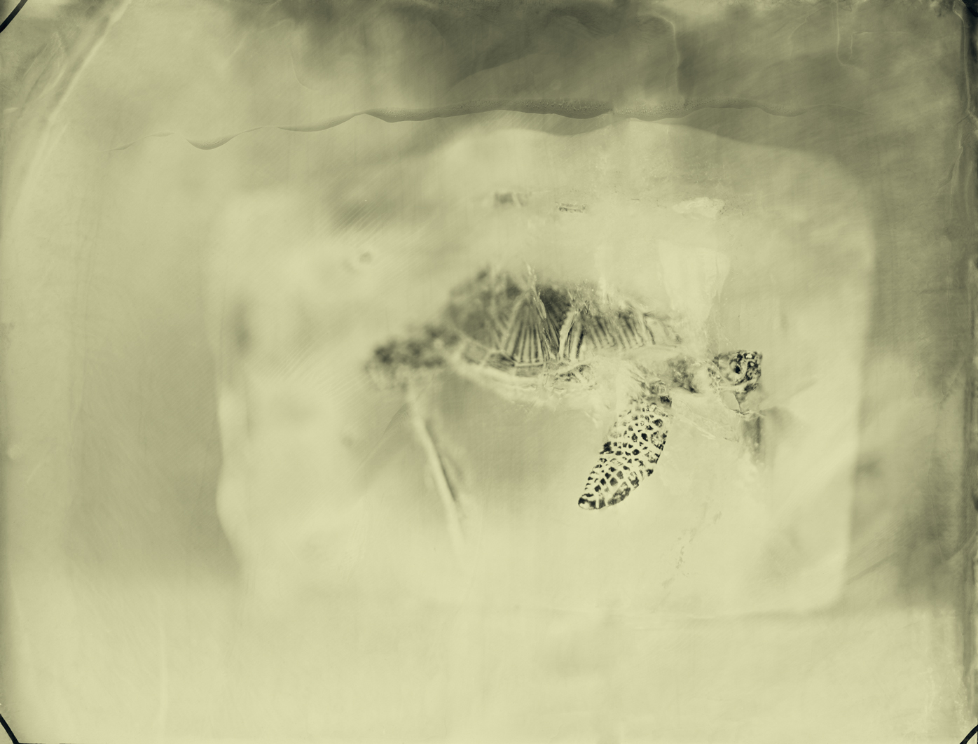 Hawksbill Sea Turtle